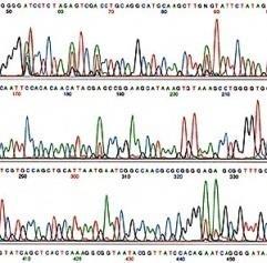 Testes moleculares Extração