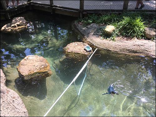 O próximo passo é usar os dados RFID, juntamente com o treinamento, para determinar o tempo que os pinguins passam na água enquanto são alimentados na água, por exemplo.