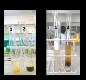 Figura 2. Resultados das análises de taninos (A) e saponinas (B). Painel A, tubo 1 resultado positivo para o teste com sais de chumbo; tubo 2 reação positiva para o teste com cloreto férrico.