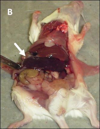 Figura 3: Esplenomegalia em camundongos machos durante a infecção por Brucella ovis.