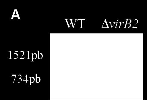 BOVA0512 (225 pb). Outros genes de B. ovis avaliados foram conservados nas amostras mutantes, inclusive o gene bcsp31 (223 pb) que é altamente conservado no gênero Brucella.