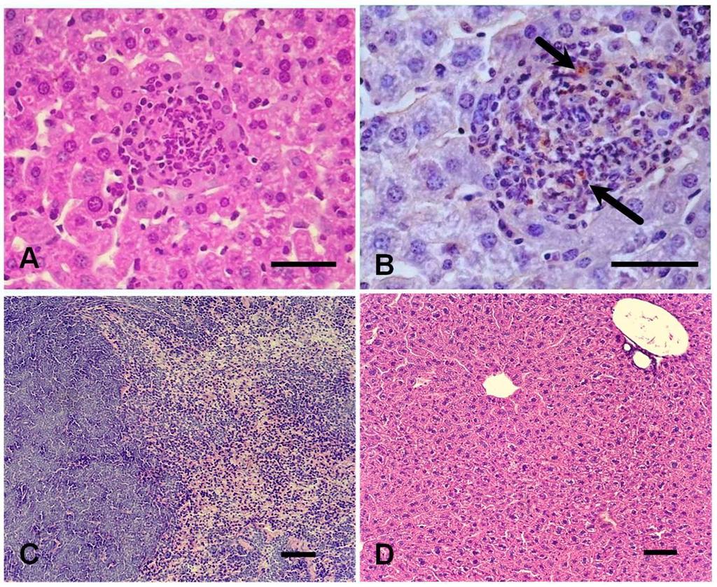 Figura 7: Histologia e imunoistoquímica de órgãos de camundongos machos BALB/c infectados com cepas mutantes de Brucella ovis.