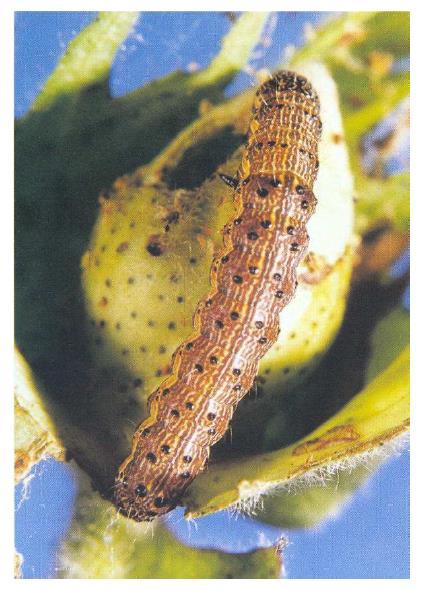 Lagarta das maçãs (Heliothis virescens) Lagarta das maçãs (Heliothis virescens) Mais recentemente: Helicoverpa zea e H.