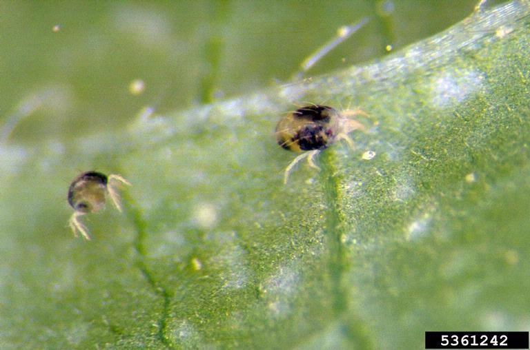 Ácaro Rajado (Tetranychus urticae) Mancha verde escura em cada lado do corpo Fêmeas