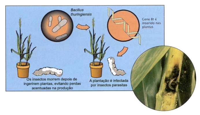 A maioria dos OGM são organismos vegetais, essencialmente plantas com interesse económico.