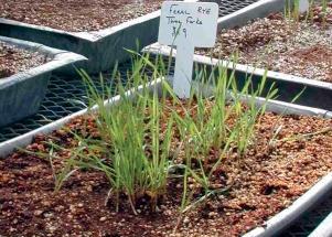 Que modificações têm ocorrido no cultivo de plantas e na criação de animais?