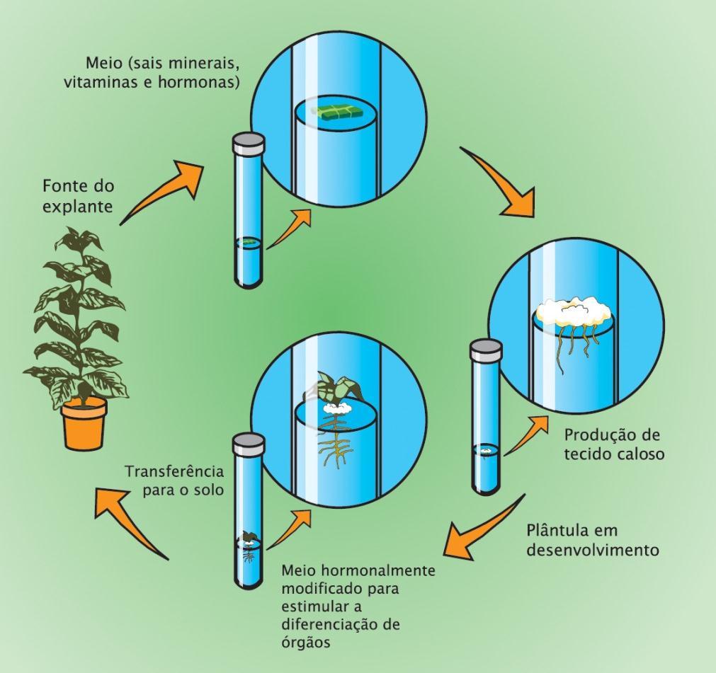 A cultura de células no laboratório permite obter um elevado número de descendentes, geneticamente iguais e