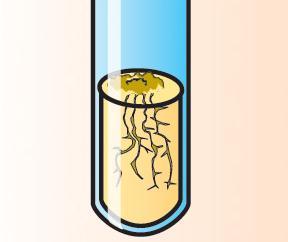 Como se processa o controlo e desenvolvimento das plantas?