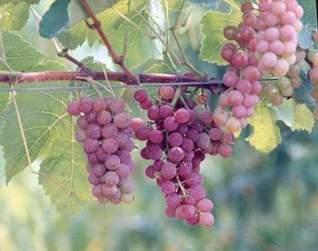 Uvas comuns: Pertencem à espécie Vitis labrusca, muito apreciado pelo consumidor brasileiro, uvas de chupar, polpa desprende facilmente.