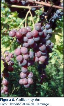 Kyoho Cultivar tetraplóide de origem japonesa, obtida em 1937. No Brasil, foi introduzida na década de 70, no norte do Paraná, onde teve uma certa expansão.