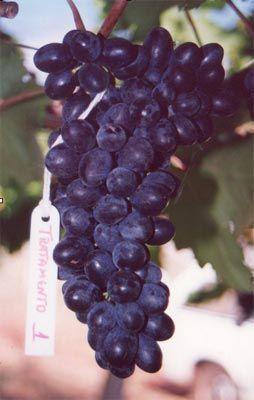 BRS Morena Cultivar de uva sem sementes desenvolvida pela Embrapa Uva e Vinho a partir do cruzamento Marroo Seedless x Centennial Seedless, realizado em 1998.