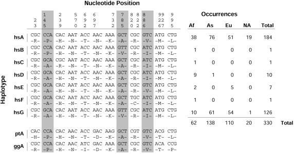 Haplo4pos no locus PTC Variable nucleo<de posi<ons in PTC haplotypes. Each haplotype is summarized in two rows.