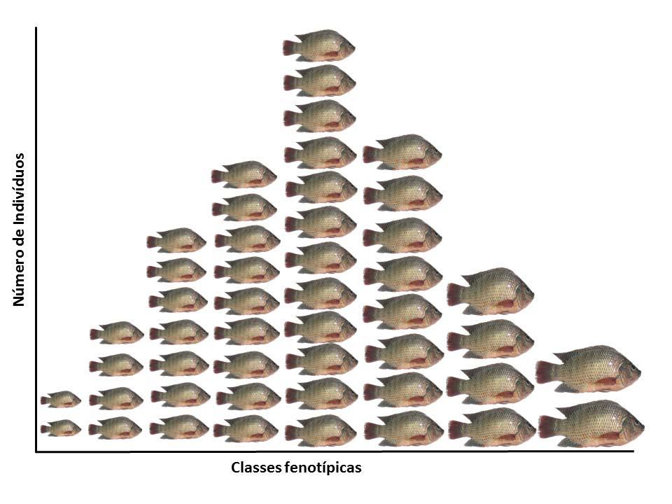 Figura 3 - Representação gráfica da dispersão dos indivíduos em classes fenotípicas de tamanho ao abate em relação à média populacional genótipo aa a sua descendência (F 1 ) será heterozigota (Aa),