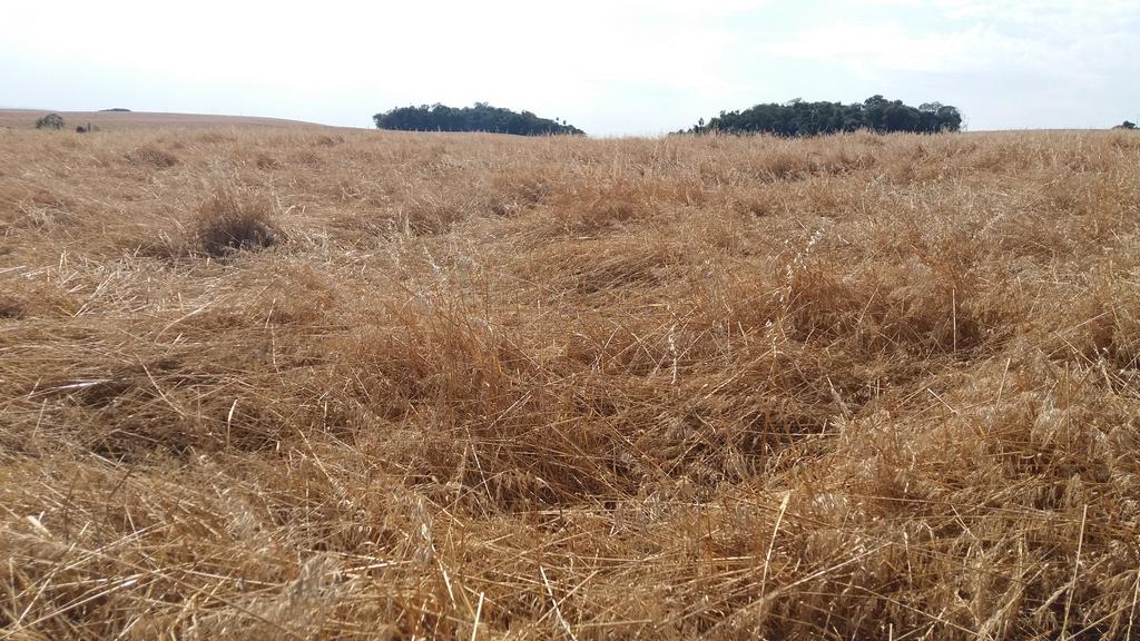 DESSECAÇÃO TABELA 3: Herbicidas mais comercializados pela Patoagro para controle de plantas daninhas em pré-semeadura da cultura da soja.