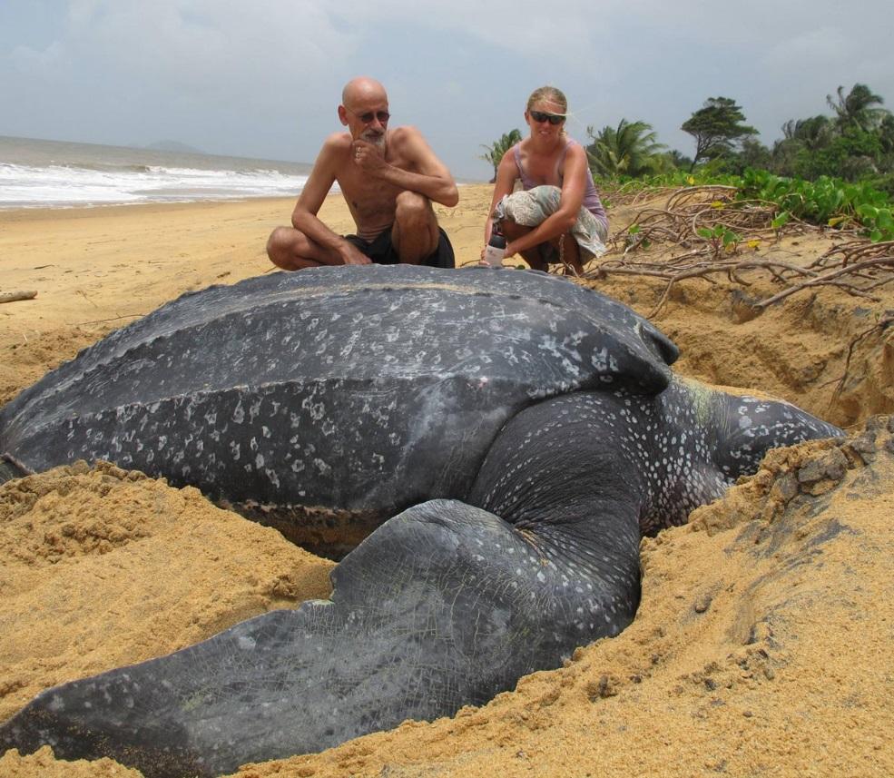 Lição da tartaruga Qual o tamanho da mudança que