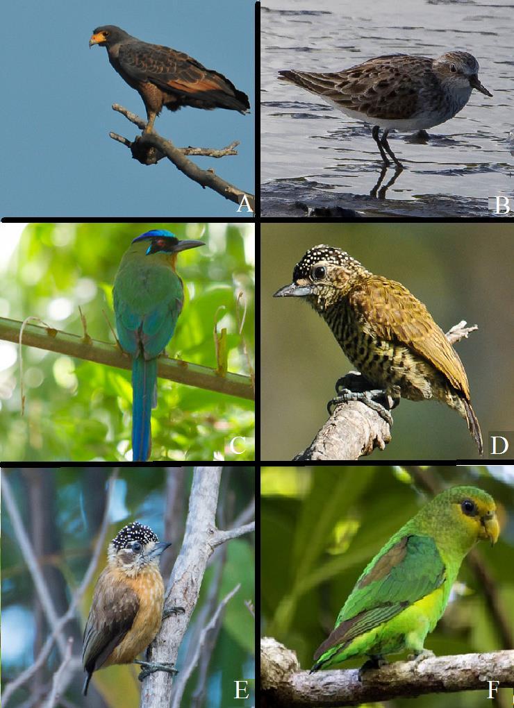 A:Buteogallus aequinoctialis Foto:Margi Moss B: Calidris pusilla Foto:Eduardo Fernades C:Momotus momota margraviana Foto:Luciano