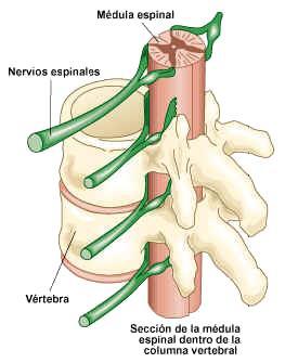 *Medula espinal *Apresenta: 1 a 1,7 cm de diâmetro.