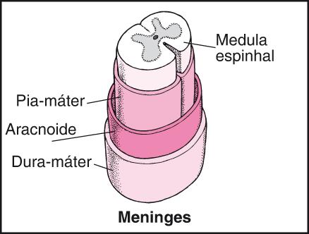 três meninges: dura-máter, aracnoide e piamáter.