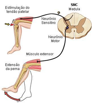 Respostas reflexas medulares reflexo patelar. Atos reflexos reações tão rápidas que a mensagem só chega ao cérebro após a resposta ter sido gerada.