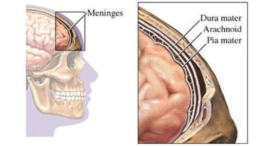 *Meninges: dura-máter, aracnoide e pia-máter. Seu espaço é preenchido pelo líquido cerebrospinal ou cefalorraquiano.