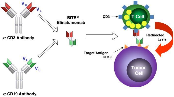 Recidiva de leucemia linfóide aguda após TCTH O racional para combinar Blinatumomabe e DLI é