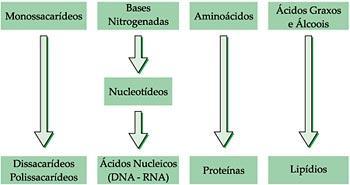 Composição Química das Células: Água e Sais Minerais Uma das evidências da evolução biológica e da ancestralidade comum dos seres vivos é que todas as formas de vida possuem composição química