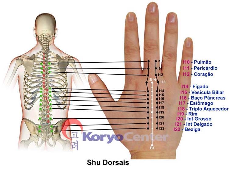 26 pontos shu dorsais são utilizados especialmente para tratar de doenças de Yin,ou seja,doenças caracterizadas por Frio e que afetam órgãos Yin (CHOO, 2014).