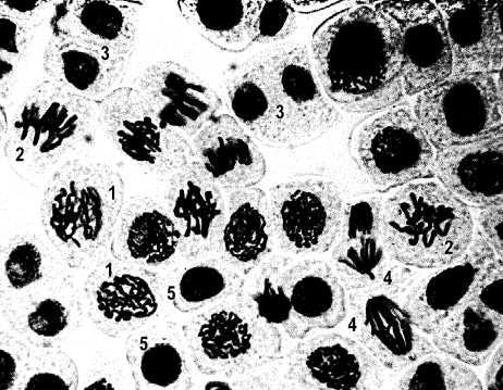 Resposta: Interfase: células 5: limite nuclear nítido; cromatina descondensada.