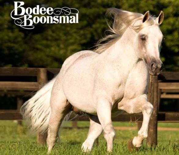 08 BODEE BOONSMAL VENDA DE COBERTURA GARANHÃO TORDILHO 02/05/1997 PROPRIETÁRIO: PRIME HORSE LOCALIZAÇÃO: ARAÇATUBA - SP Produtor de ganhadores de mais de 4 milhões de dólares em modalidades de