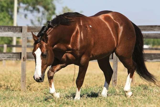 EXTRA-CATÁLOGO WARRIOR PEP QUIXOTE VENDA DE COBERTURA GARANHÃO ALAZÃO 23/03/1992 PROPRIETÁRIO: FAZENDA MAR BOUTROS LOCALIZAÇÃO: COROADOS - SP Produtor Campeões em diversas modalidades, Apartação,