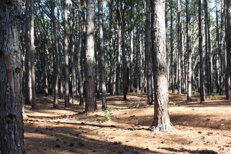 Figura 5. Reflorestamento e Árvore de Pinus "tipo comercial" 1.2.