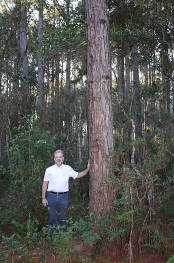 Eucalyptus em consórcio.