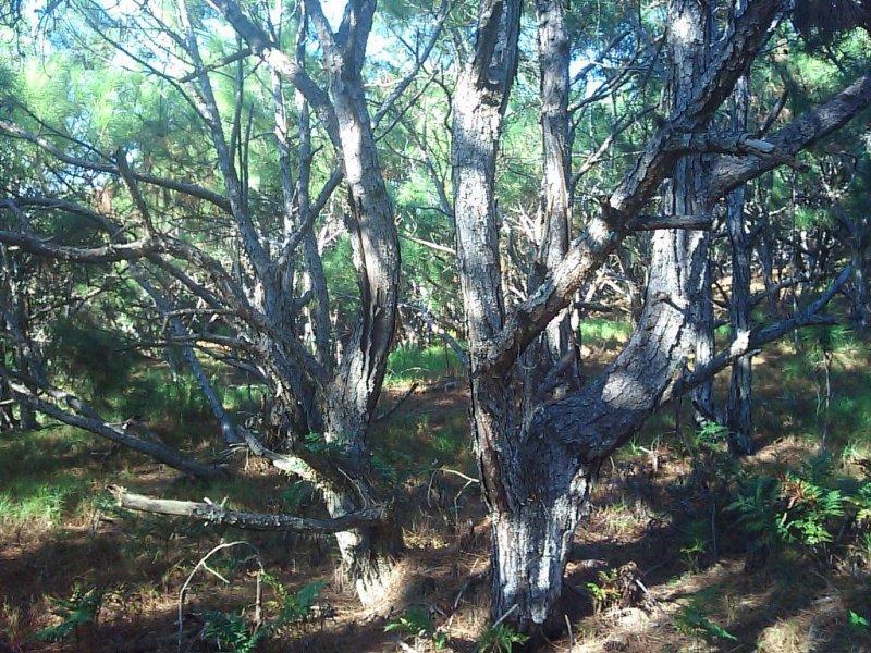 1.3. Pinus tipo Energia Os reflorestamentos de Pinus considerados tipo energia são caracterizados por diâmetros de pequena