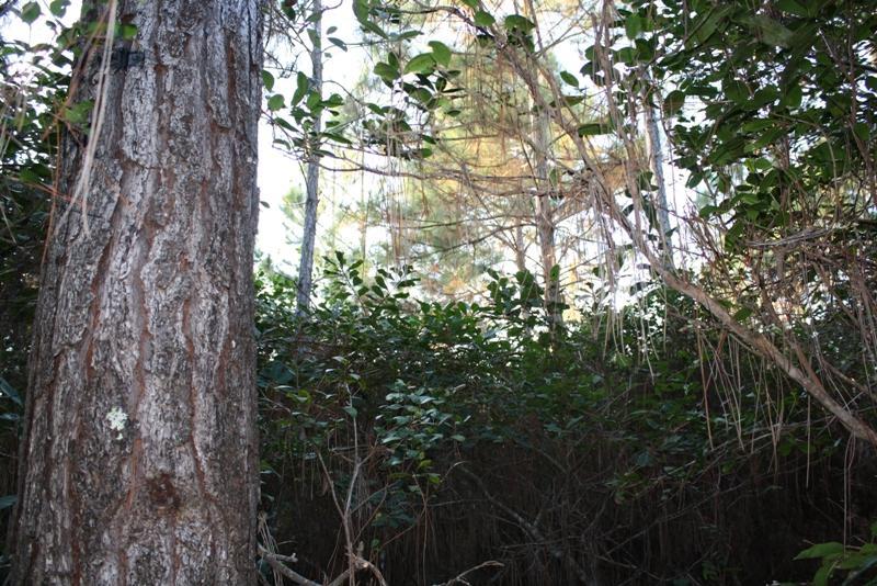 1.5. Pinus tipo Comercial em Baixa Densidade Entre os reflorestamentos de Pinus do tipo comercial, podem ser observados aqueles cujas árvores apresentam-se de forma mais esparsa.