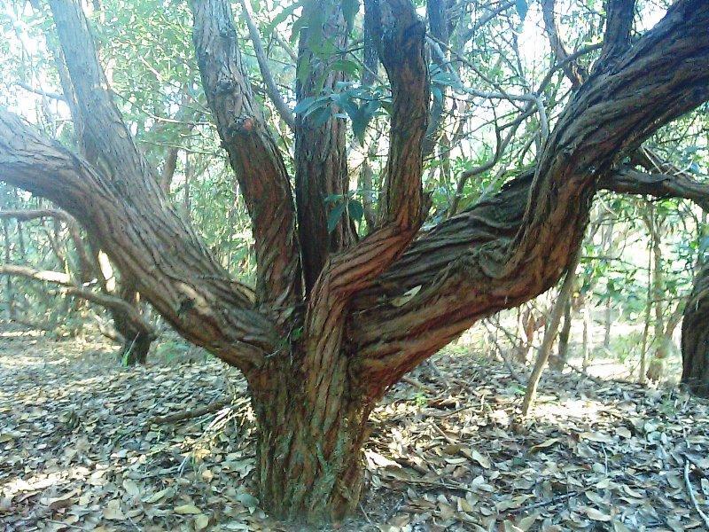 Figura 12. Aspecto Geral de Reflorestamento de Eucalyptus "tipo energia" 1.7.
