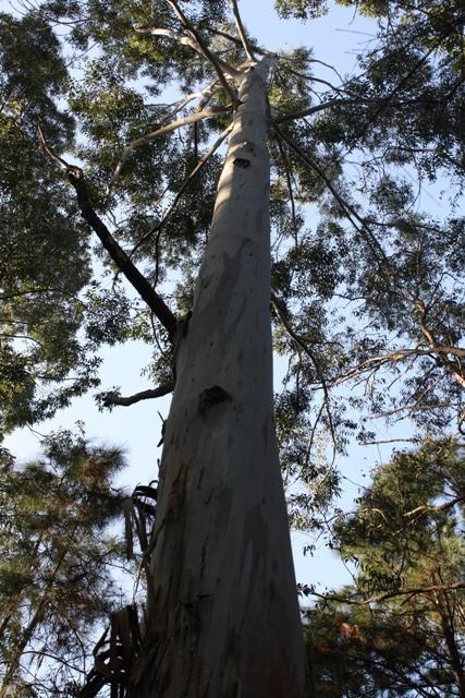 Figura 13. Aspecto Geral de Reflorestamento de Eucalyptus comercial 2.