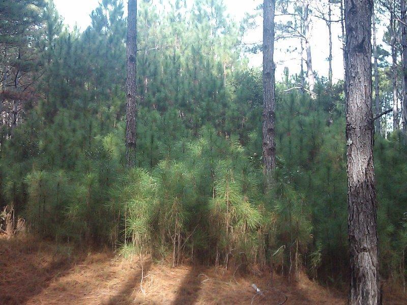 Regeneração de Pinus Baixa Figura