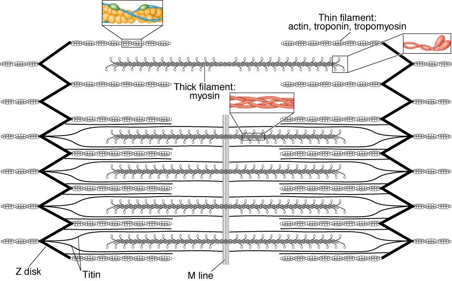 Estrutura microscópica