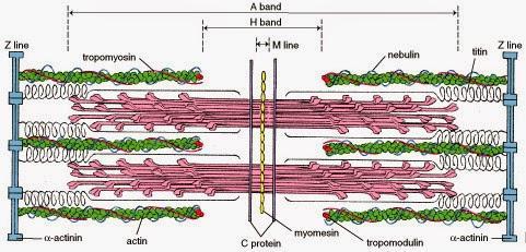 Estrutura microscópica do músculo esquelético Sarcômero Estrutura microscópica do músculo esquelético SARCÔMERO Considerada a menor unidade