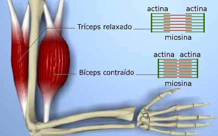 Contração Muscular Teoria de Hugh Huxley e Andrew Huxley Teoria dos Filamentos Deslizantes Contração Muscular Com a chegada do IE, na