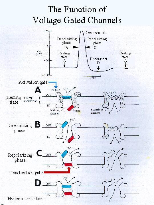 Contração Muscular Abrem-se então os canais iônicos (sódio e potássio) que se encontram ao longo