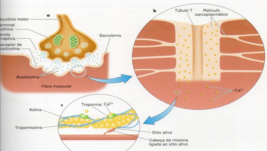 os canais de cálcio (Rianodina).