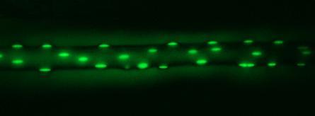 Célula muscular Proteínas Tecido conjuntivo Varias