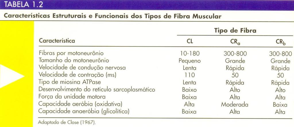 musculares  