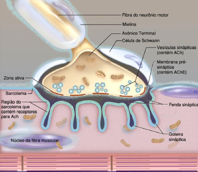 SINAPTICA (primária) Espaço entre a terminação nervosa e a membrana da fibra muscular