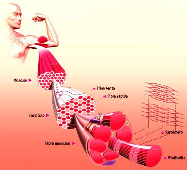 Tipologias das fibras musculares Tipo I: I e Ic Subdivisões das fibras musculares As fibras de contração lenta contraem-se entre 40 e 90 milissegundos Tipo II: IIB, IIAB, IIA, IIAC,IIC As fibras de