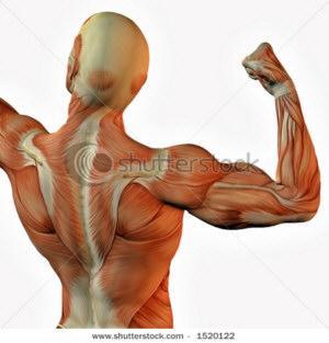 Hipertrofia Hipertrofia muscular Aumento da secção transversal de cada fibra muscular; A hipertrofia é apontada como a principal adaptação do músculo esquelético diante do treinamento de força (Fleck