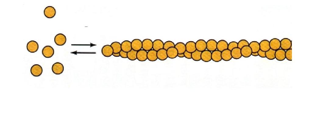 Estrutura microscópica do músculo esquelético Miofibrilas: São filamentos contrateis da fibra muscular.possuem 1 a 2 micrometros de diâmetro.