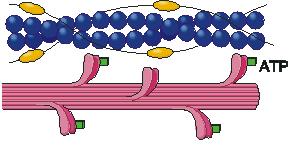 Estrutura microscópica do músculo esquelético Filamento de Miosina 1.