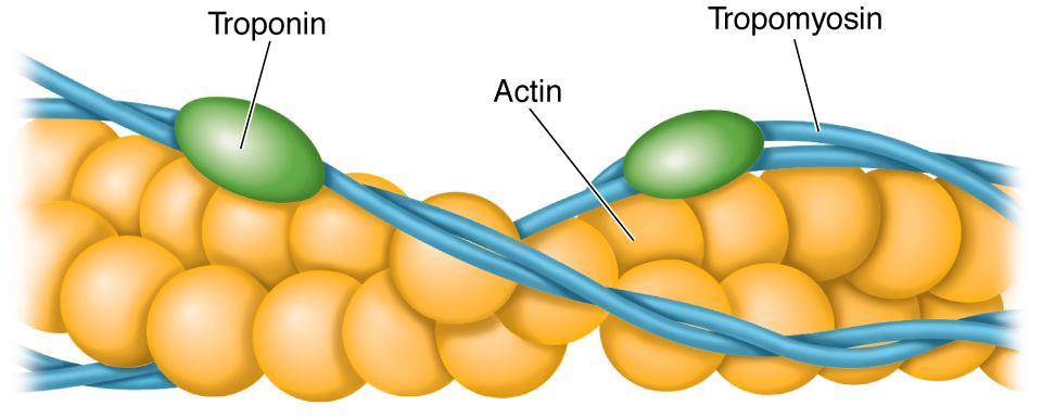 Cada molécula de miosina é formada por dois filamentos protéicos retorcidos 3.